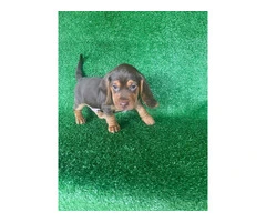 Beautiful Dachshund Beagle mix puppies - 3