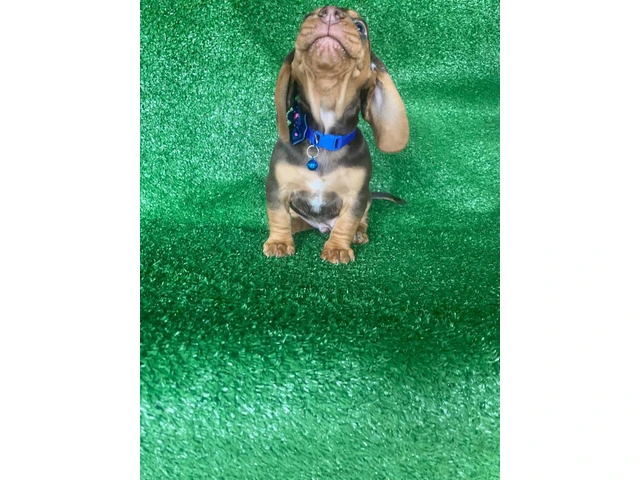 Beautiful Dachshund Beagle mix puppies - 4/11