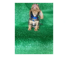Beautiful Dachshund Beagle mix puppies - 4