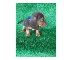 Beautiful Dachshund Beagle mix puppies - 5