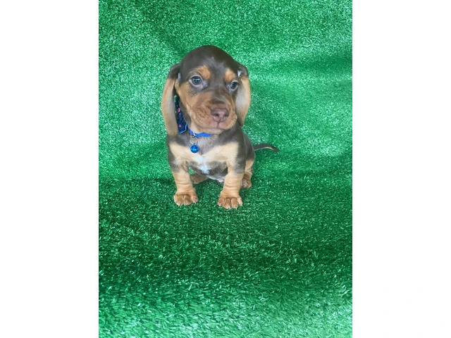 Beautiful Dachshund Beagle mix puppies - 6/11