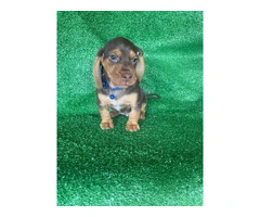 Beautiful Dachshund Beagle mix puppies - 6