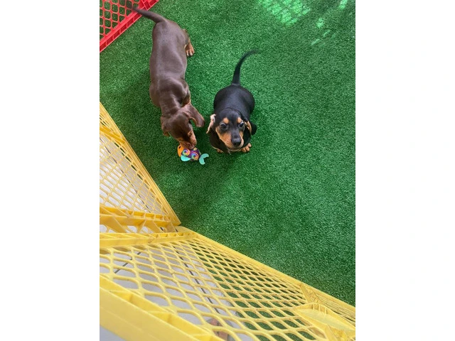 Beautiful Dachshund Beagle mix puppies - 8/11