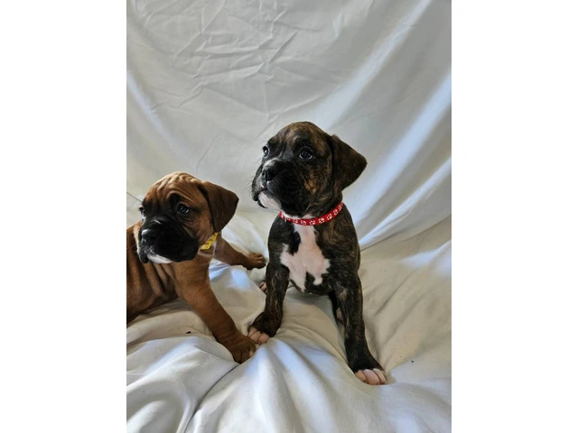 3 brindle & 2 reverse brindle Boxer puppies for sale - 11/11