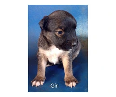 4 Pitbull terrier mix puppies for adoption - 3