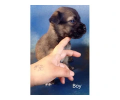 4 Pitbull terrier mix puppies for adoption - 5