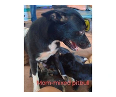 4 Pitbull terrier mix puppies for adoption - 7