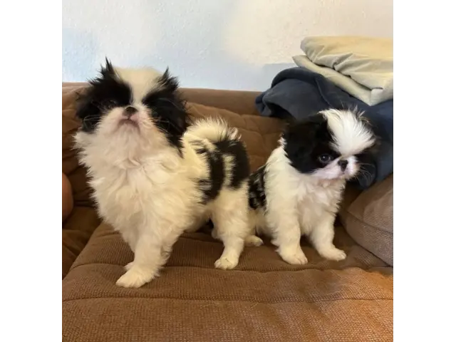 2 Japanese Chin puppies need a home - 1/3