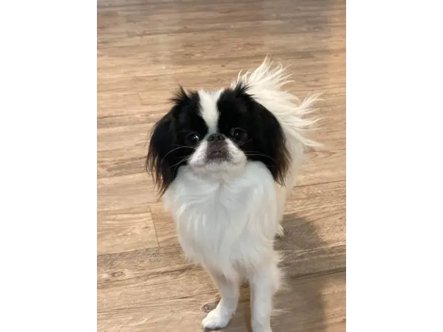 2 Japanese Chin puppies need a home - 3/3