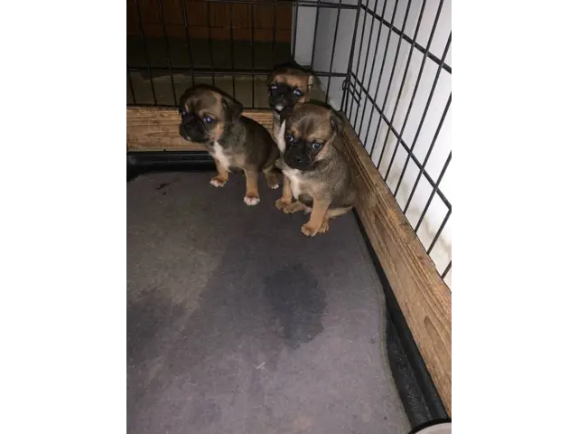 3 Cute Chug Puppies for sale - 1/7
