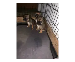 3 Cute Chug Puppies for sale