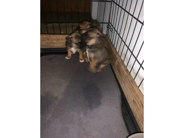 3 Cute Chug Puppies for sale - 2/7
