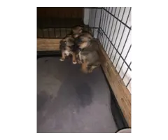 3 Cute Chug Puppies for sale - 2