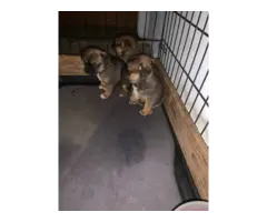3 Cute Chug Puppies for sale - 3