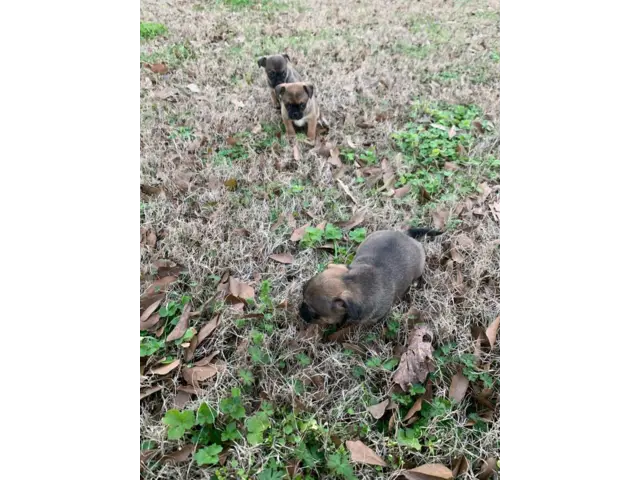3 Cute Chug Puppies for sale - 4/7