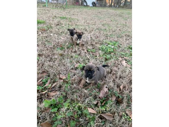 3 Cute Chug Puppies for sale - 5/7