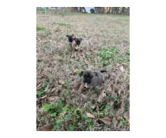 3 Cute Chug Puppies for sale - 5