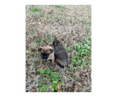 3 Cute Chug Puppies for sale - 7
