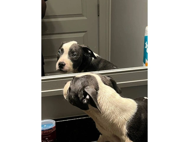 2 American pitbull puppies for adoption - 4/6