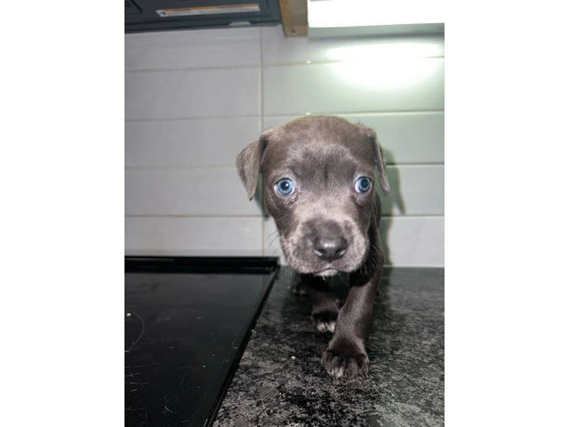 2 American pitbull puppies for adoption - 5/6