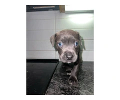 2 American pitbull puppies for adoption - 5
