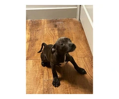 2 American pitbull puppies for adoption - 6