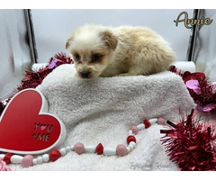 AKC Aussie puppies for sale - 4