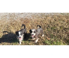 3 boy Chihuahua/Shih-tzu Mix puppies