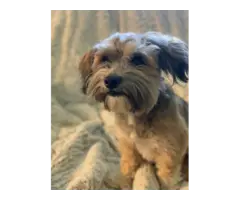 Toy Schnauzer and Havanese mix puppies for sale - 5