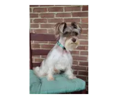 Toy Schnauzer and Havanese mix puppies for sale - 8