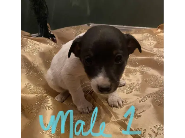 Jack Russell Terrier puppies for sale - 1/3
