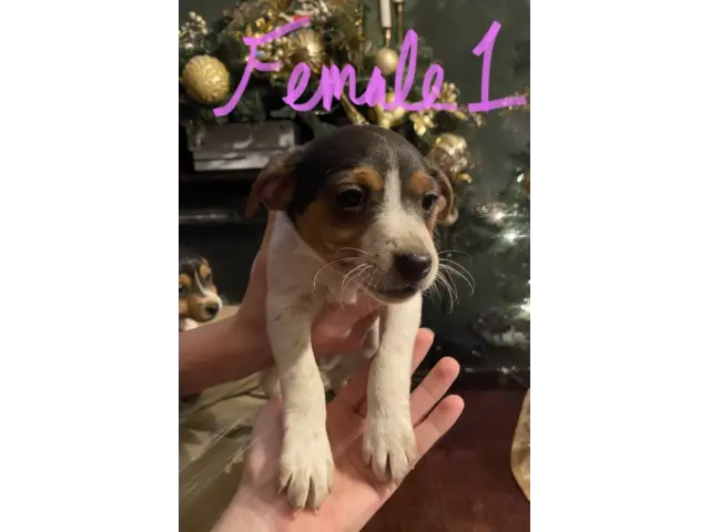 Jack Russell Terrier puppies for sale - 2/3