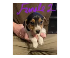 Jack Russell Terrier puppies for sale - 3