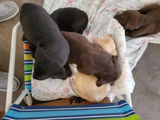 3 AKC Labrador retriever puppies for sale - 1/2
