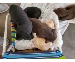 3 AKC Labrador retriever puppies for sale - 1