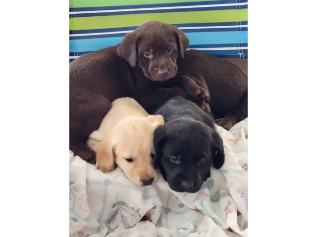 3 AKC Labrador retriever puppies for sale - 2/2