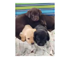 3 AKC Labrador retriever puppies for sale - 2