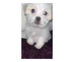 Fluffy white Shipoo puppy - 2