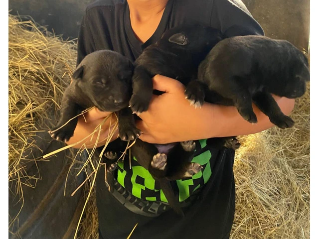 Black German Sheprador puppies - 1/7