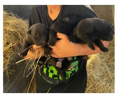 Black German Sheprador puppies