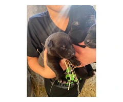 Black German Sheprador puppies - 2