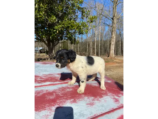 5 Border Aussie puppies need a home - 1/6