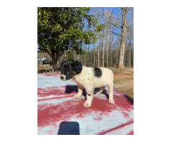 5 Border Aussie puppies need a home