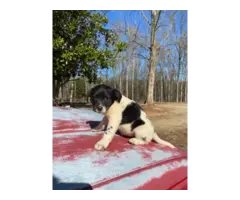 5 Border Aussie puppies need a home - 2