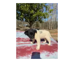 5 Border Aussie puppies need a home - 3