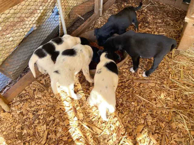 5 Border Aussie puppies need a home - 6/6