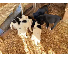 5 Border Aussie puppies need a home - 6