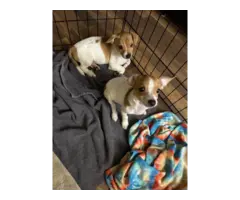 2 Jack Russell terrier puppies for sale