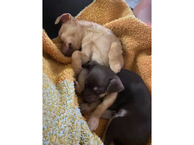 Chocolate and Golden Minpin puppies - 1/4