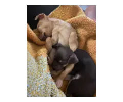 Chocolate and Golden Minpin puppies